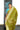 Silk Cotton Saree With  Zari Weaving | Citus Green
