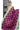 Banarasi Khadi Georgrtte Silk Saree With Box Zari Design  | Orchid Purple + Sea Green