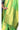 Semi Soft Silk Saree With Golden Zari | Fresh Green