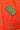 South Cotton Saree With Contrast Blouse  | Tango + Olive